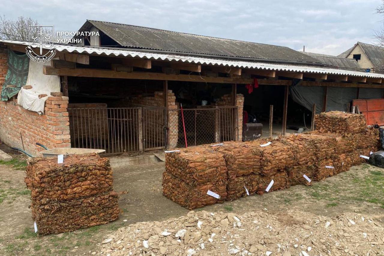 От поля до подпольных цехов: на западе Украины разоблачили табачную схему на 25 гектарах