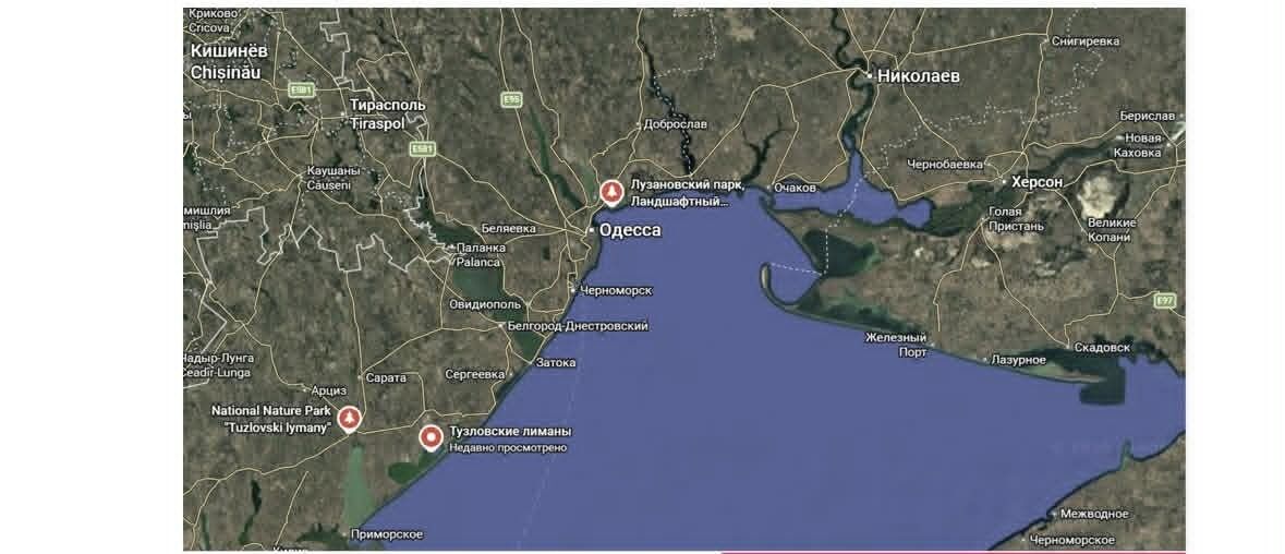 Що відомо про ситуацію з дельфінами на півдні України