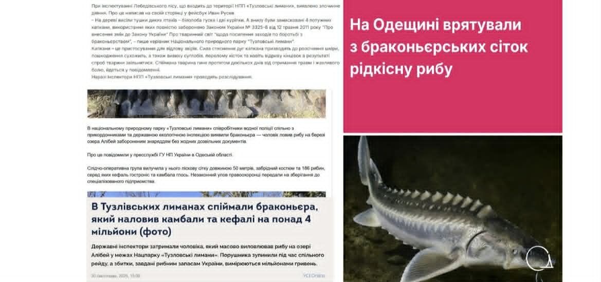 Що відомо про ситуацію з дельфінами на півдні України