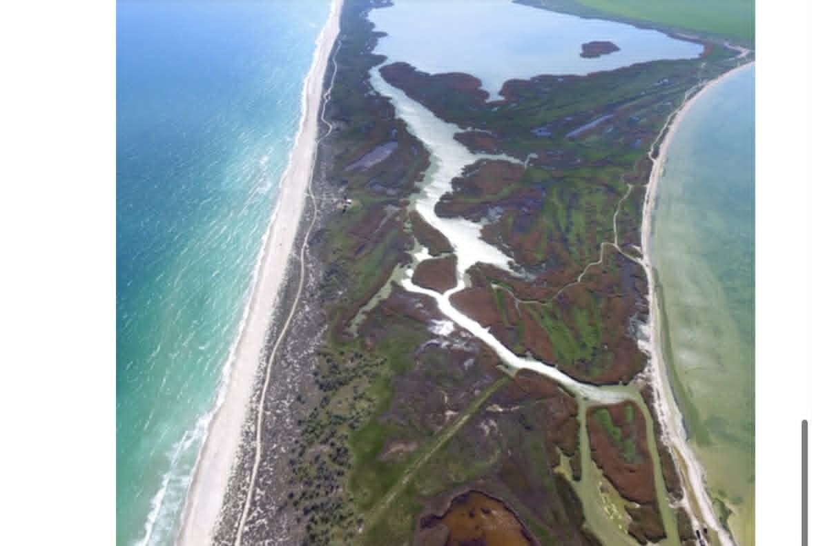 Що відомо про ситуацію з дельфінами на півдні України