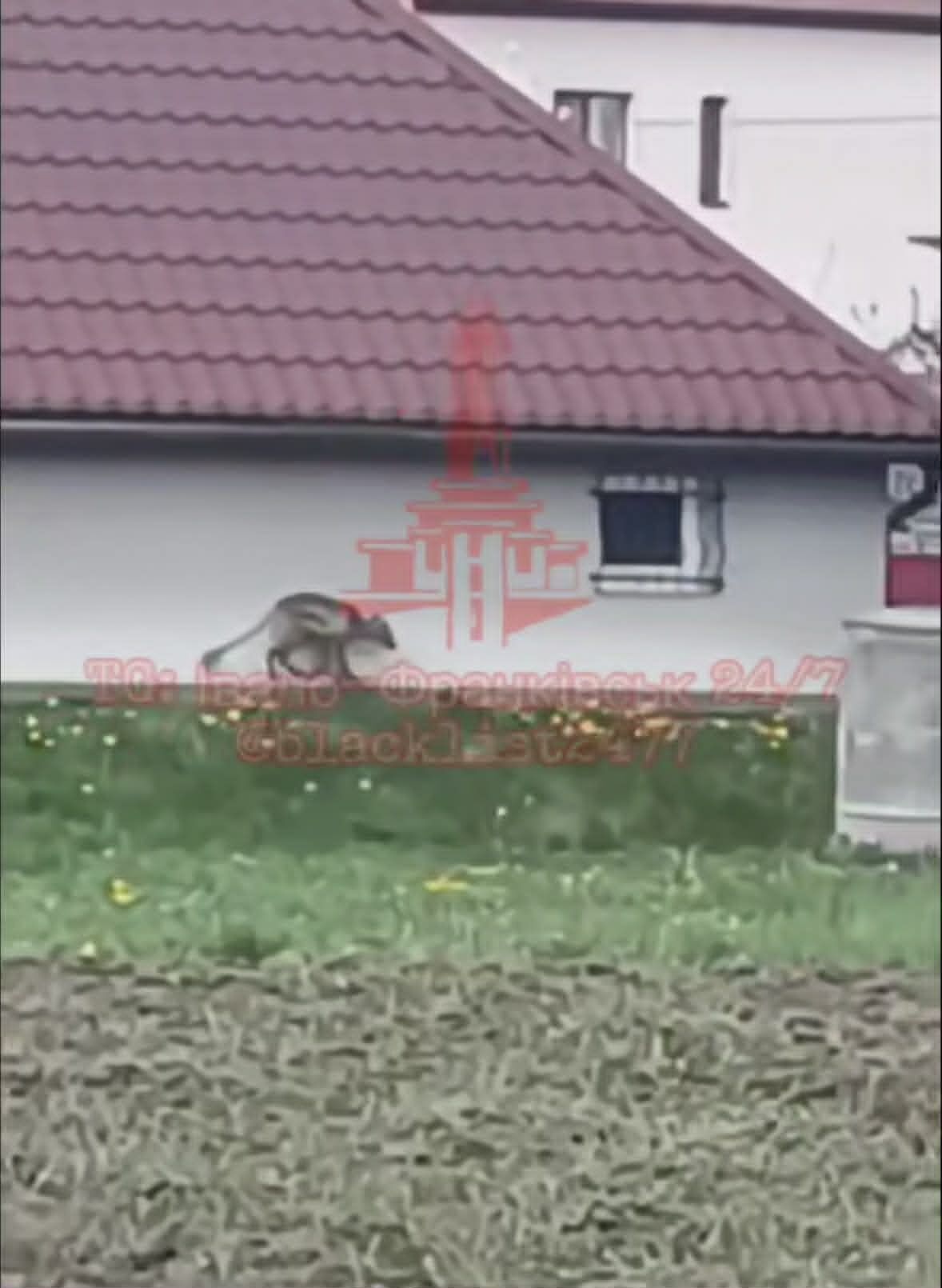 Чупакабра
