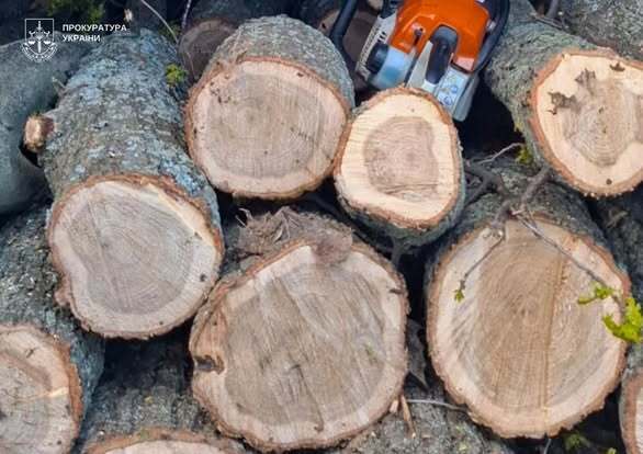 На Кіровоградщині викрили масштабну вирубку лісу: трьом чоловікам повідомили про підозру у збитках на понад 4 млн грн