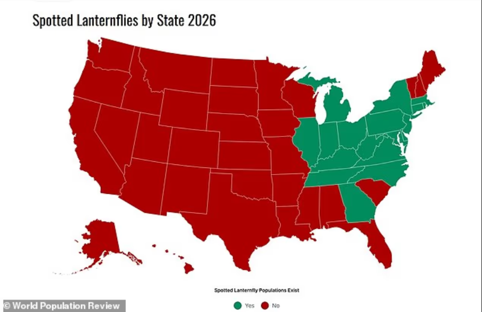 В США происходит нашествие миллионов насекомых: пятнистые цикадки захватывают дома