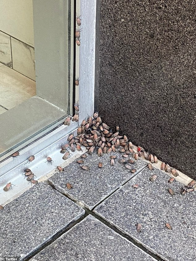 В США происходит нашествие миллионов насекомых: пятнистые цикадки захватывают дома