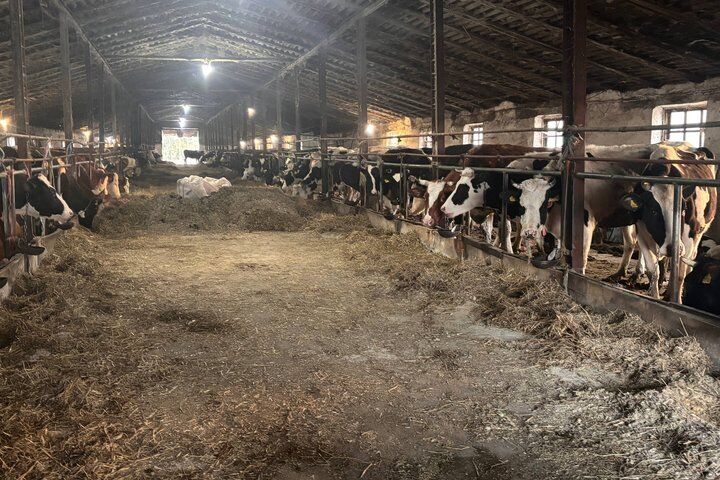 Скандал на Житомирщині: загибель корів і підозри у приховуванні фактів на держпідприємстві ''Рихальське''