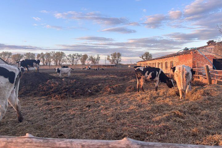 Скандал на Житомирщині: загибель корів і підозри у приховуванні фактів на держпідприємстві ''Рихальське''
