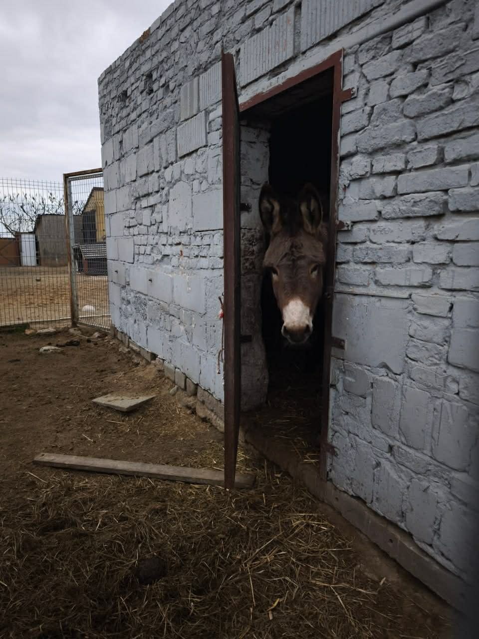 Суд над зоозащитницей: в Польше рассматривают дело Евы Зграбчинской