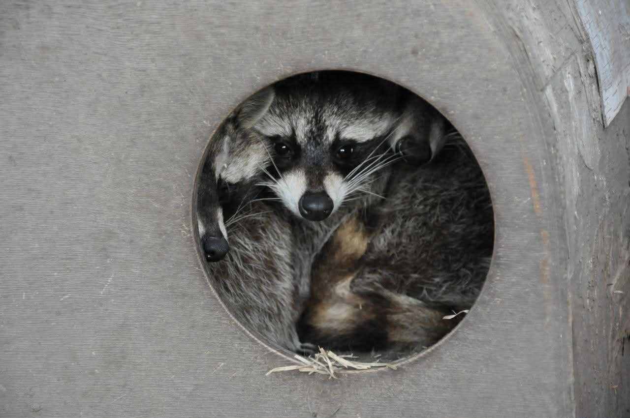 Суд над зоозащитницей: в Польше рассматривают дело Евы Зграбчинской