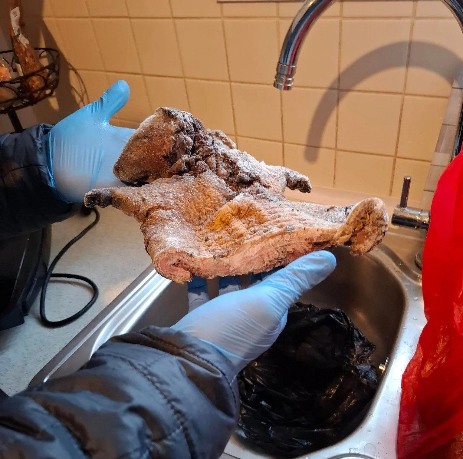 Опасная добыча: более 10 кг мяса крыс и антилоп