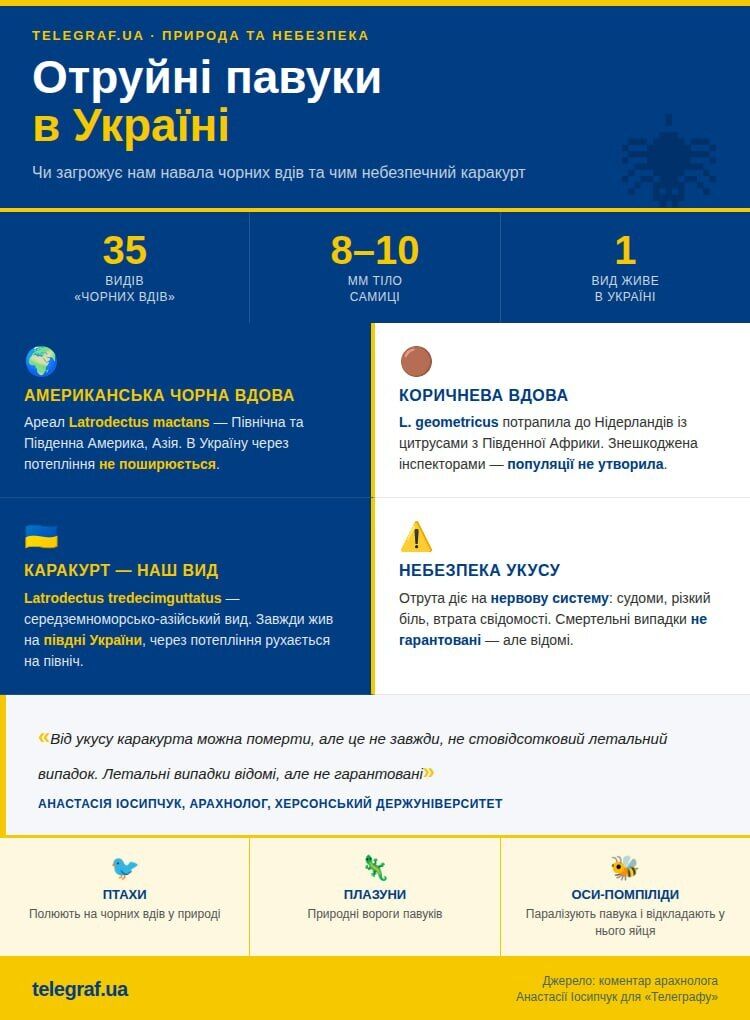 Тінь із вісьмома лапами: чи справді в Україні з’являються небезпечні павуки