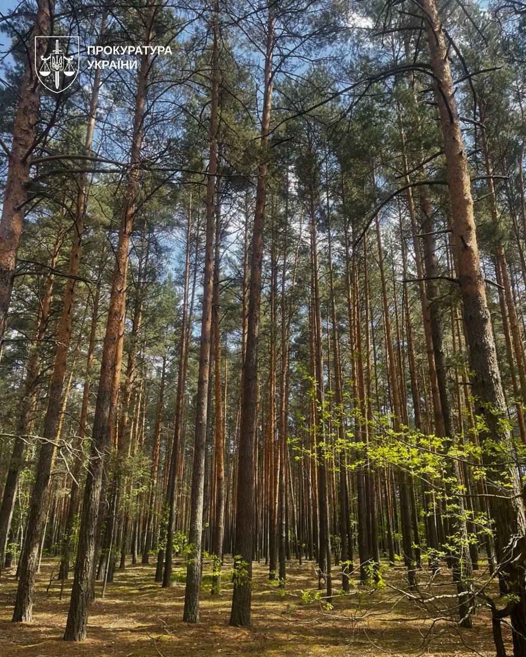 В Житомирской области разоблачили чиновников, которые готовили незаконную вырубку почти 200 сосен