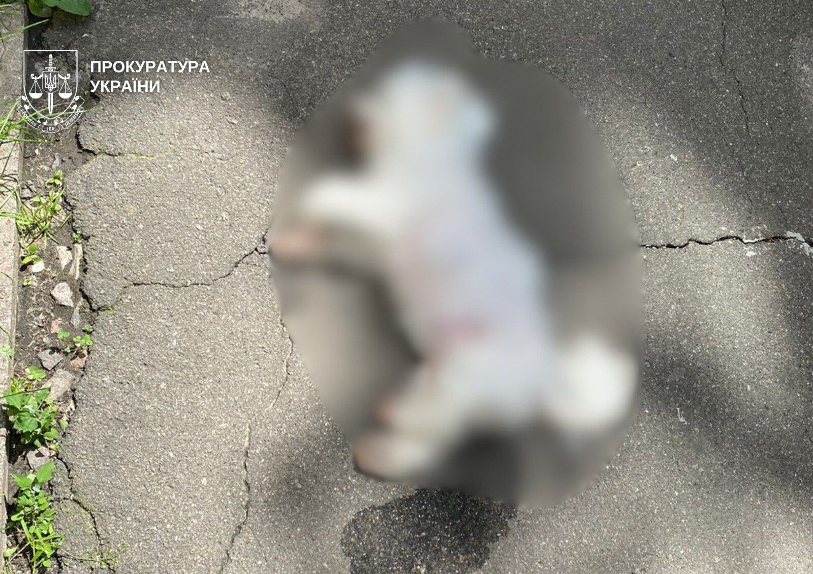 У Києві пенсіонеру повідомили про підозру за загибель собаки, яку викинули з шостого поверху