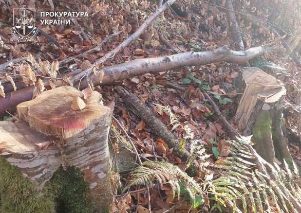 ДП ''Ліси України'' заплатить понад 83 млн грн за незаконні рубки у заповідних лісах Прикарпаття