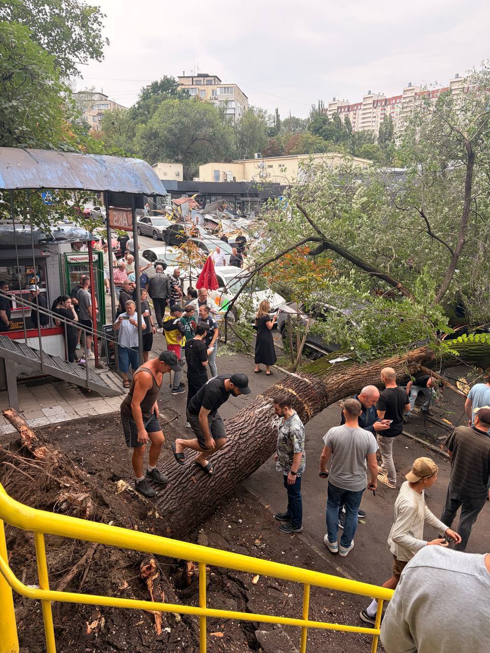 На Караваевых Дачах упало известное дерево, годами росшее МАФ