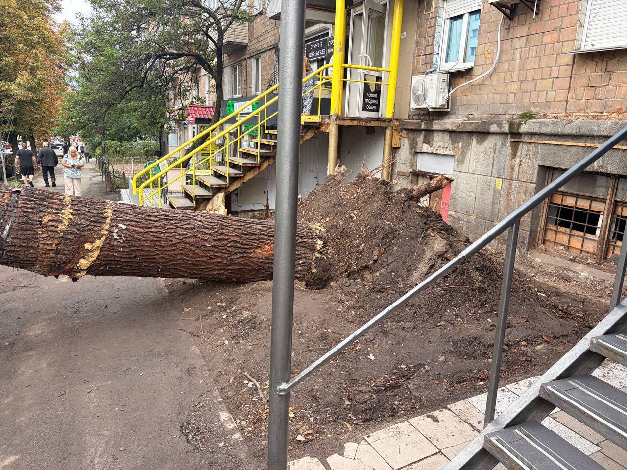 На Караваевых Дачах упало известное дерево, годами росшее МАФ