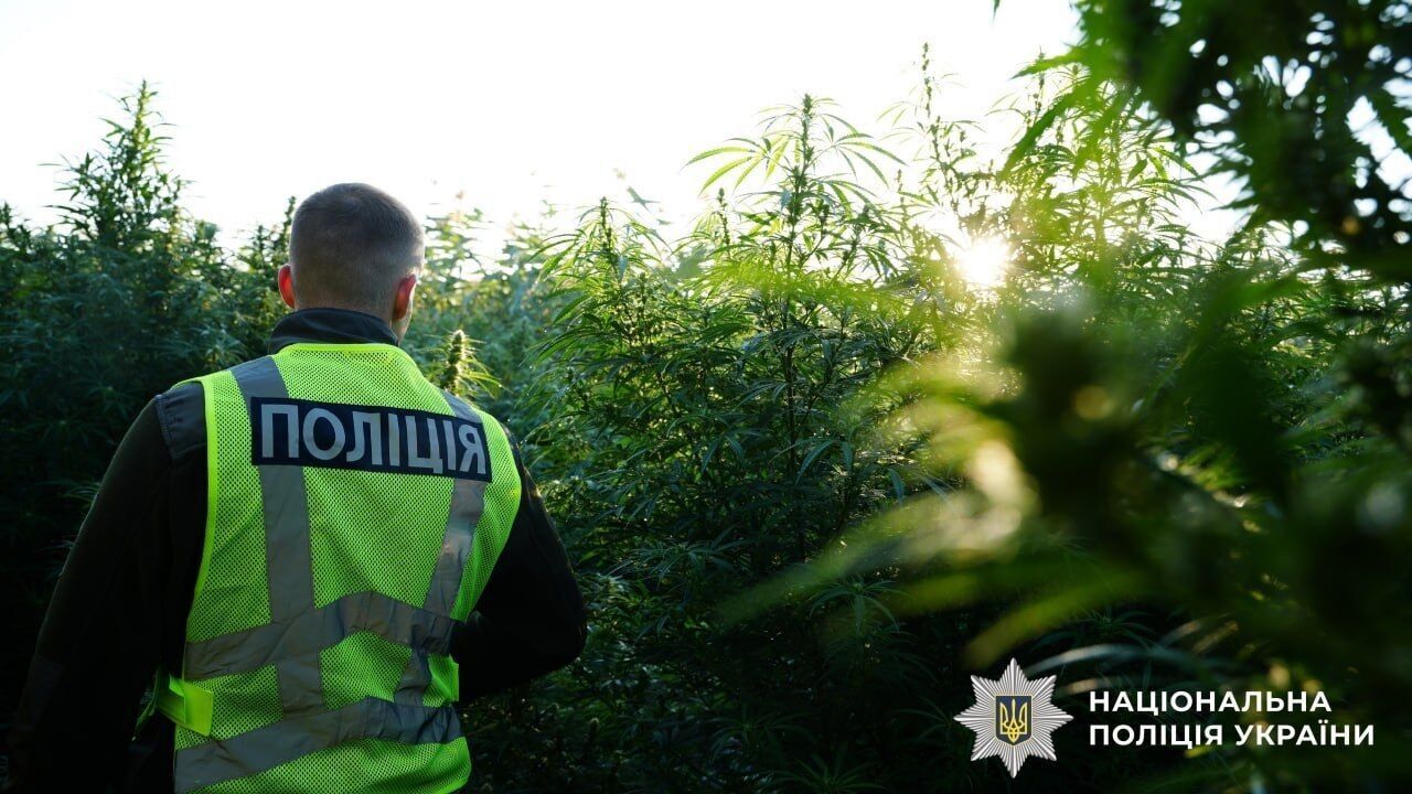 Более тонны каннабиса и почти 57 тысяч кустов конопли