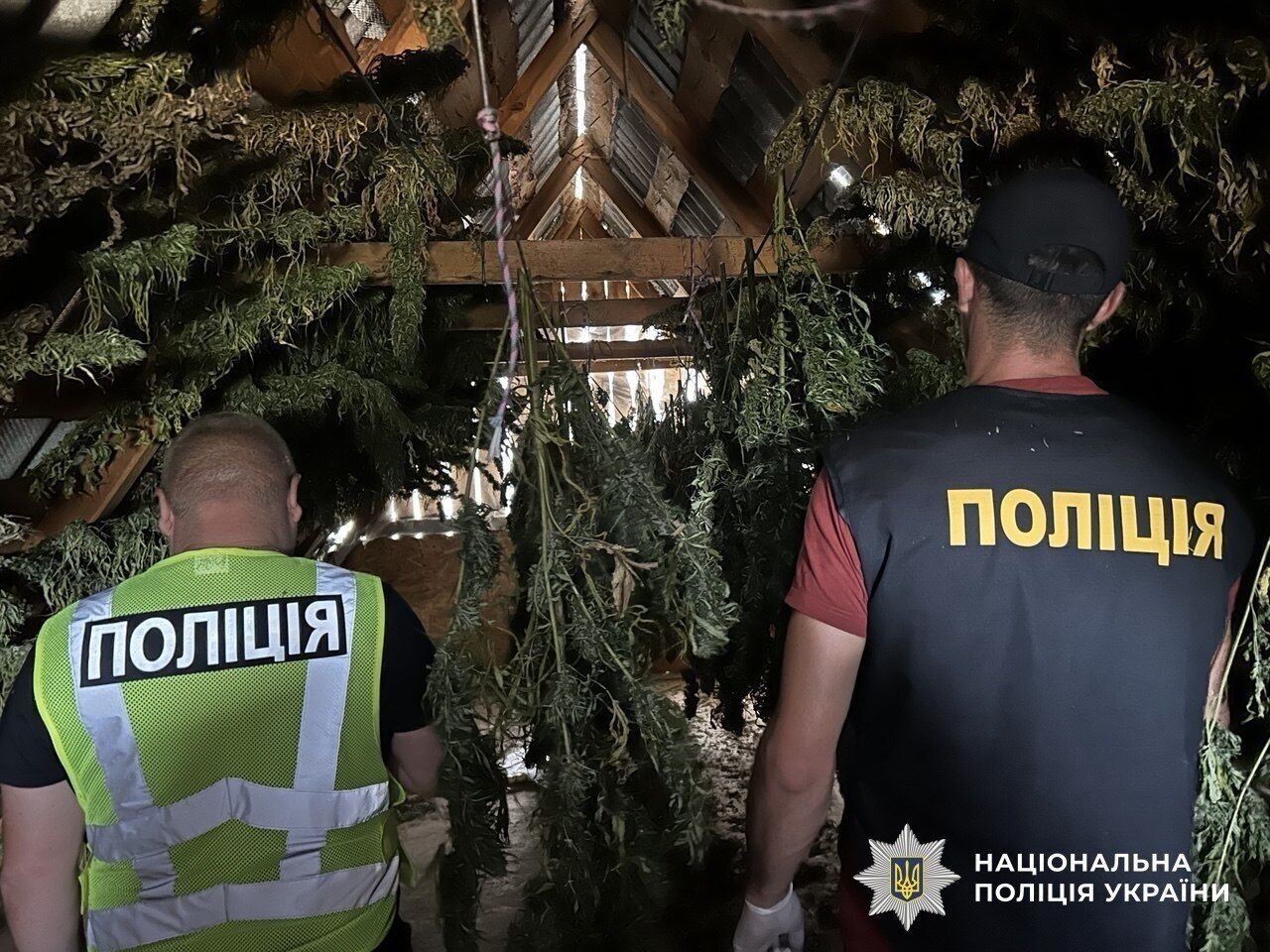 Более тонны каннабиса и почти 57 тысяч кустов конопли