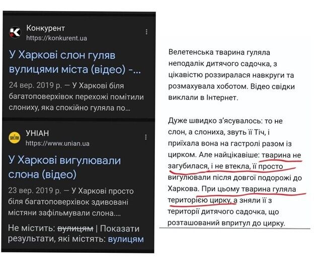 Слониха Венди в Одесском зоопарке: почему так упорно взялись за нее?