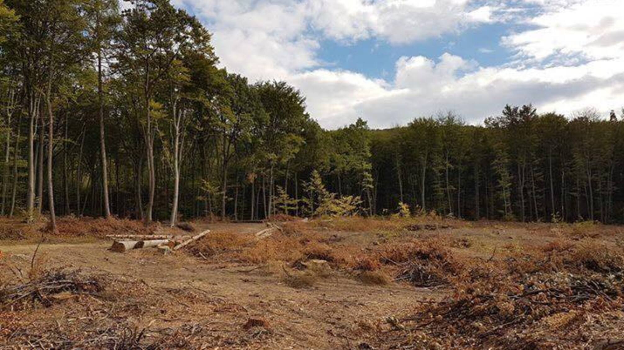 На Чернігівщині посадовці райагролісгоспу незаконно спиляли 700 кубометрів лісу