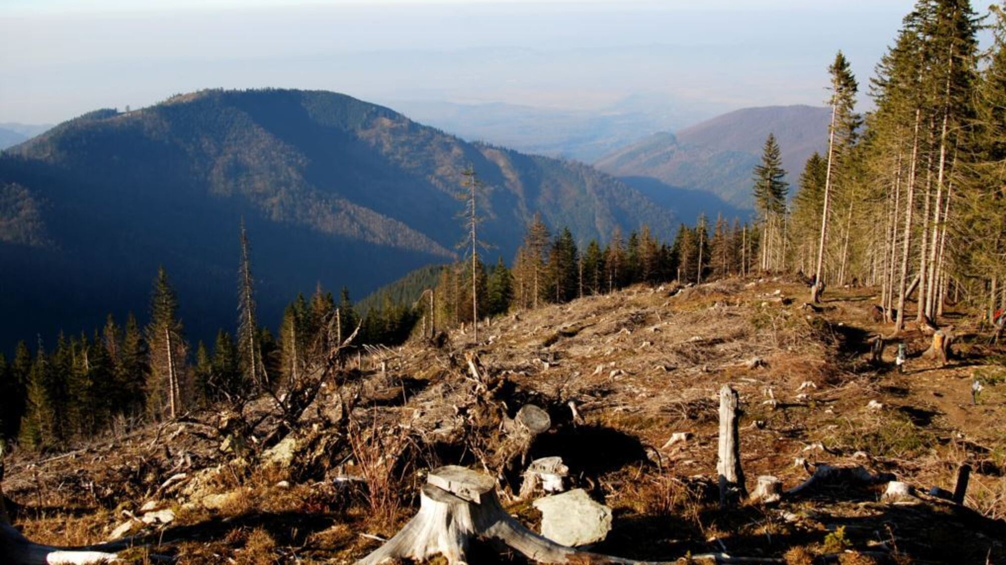 Москаль про вирубку лісів: ЄС бачить у нашій країні сировинний придаток
