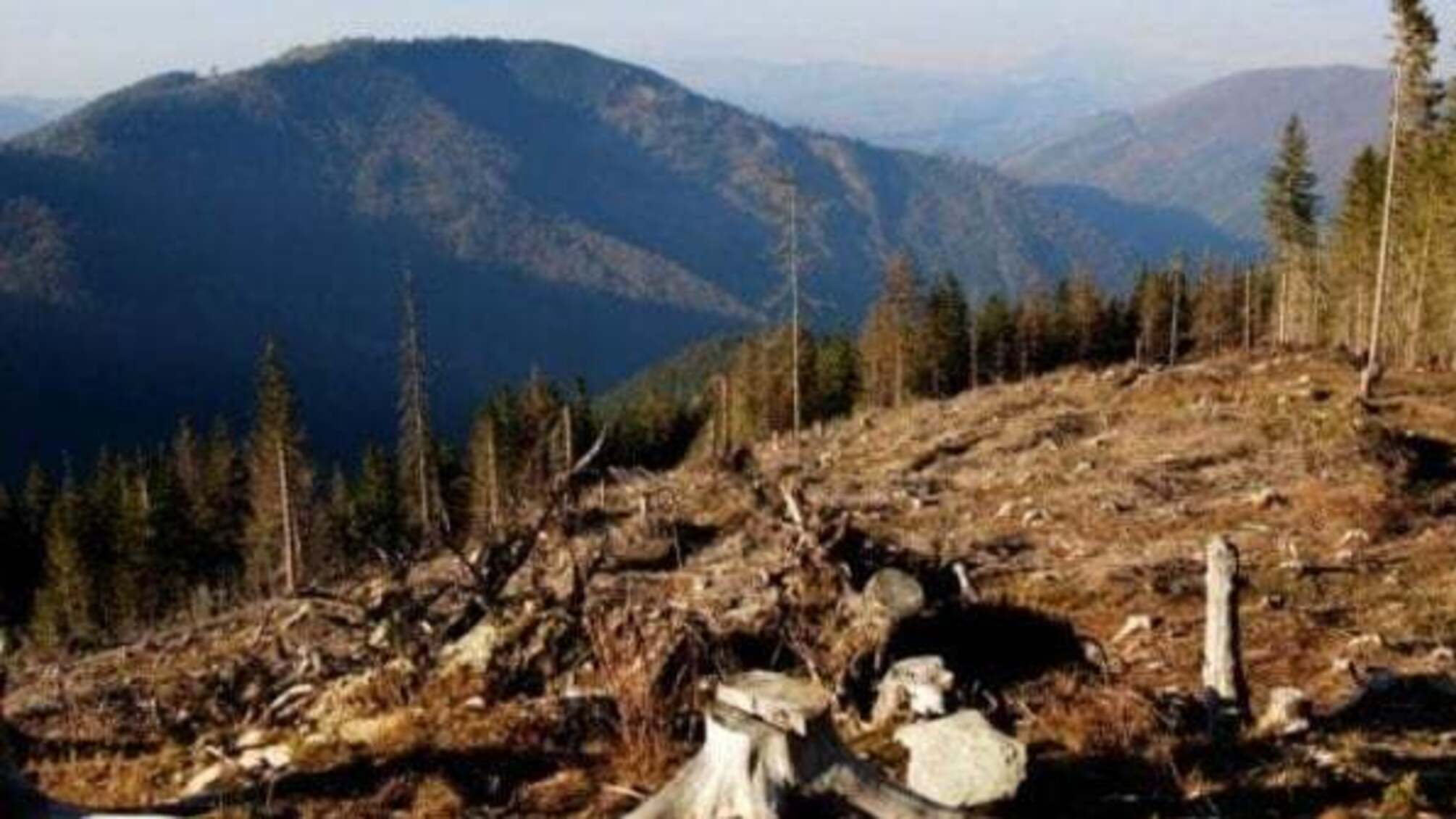 На Закарпатті викрили чиновників, які за хабарі дозволяли рубати ліс