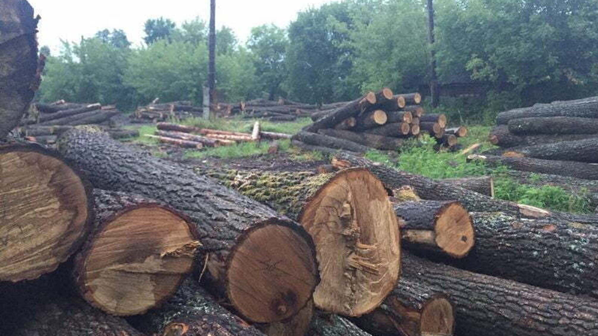На Буковині намагалися 'зам'яти' справу про розкрадання лісу