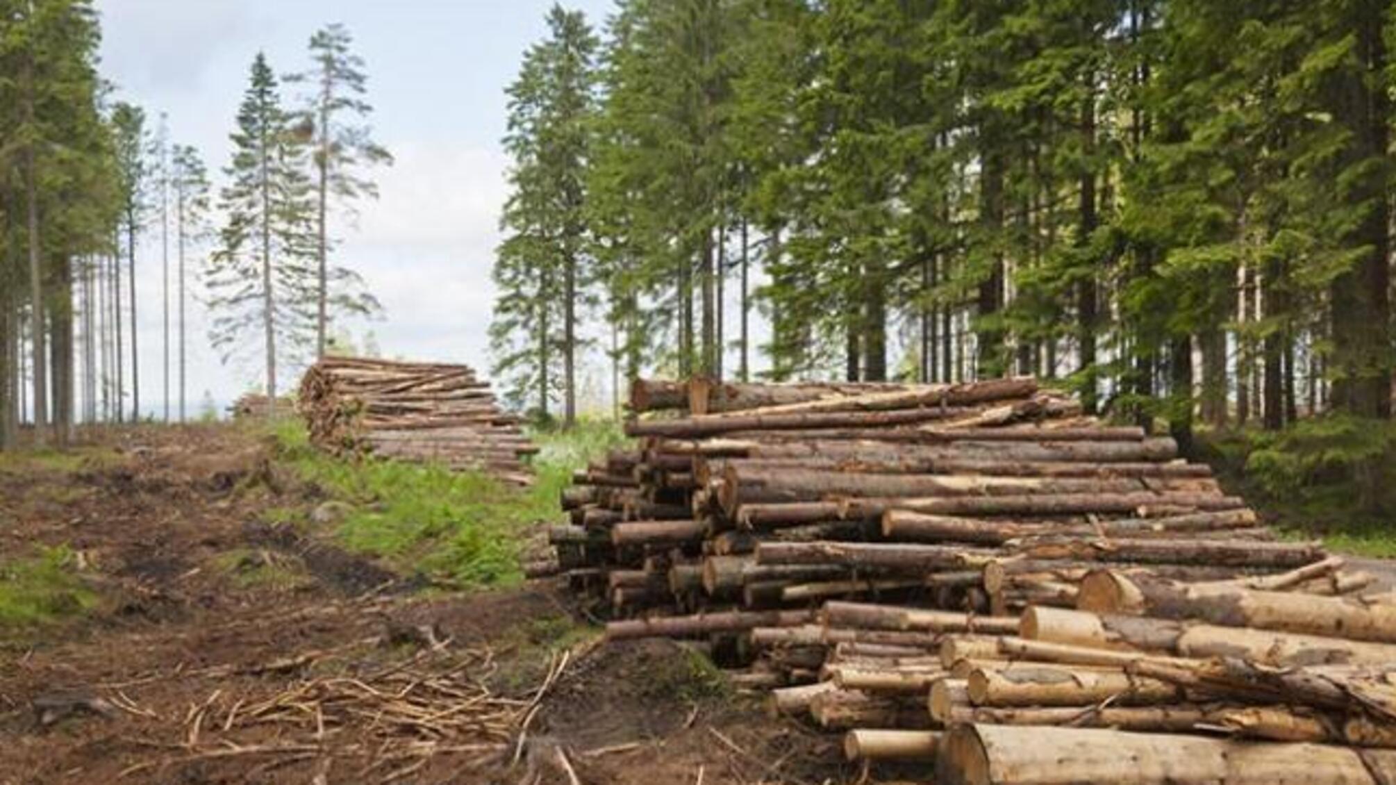 Україна отримає 600 млн євро за умови зняття мораторію на експорт лісу-кругляку