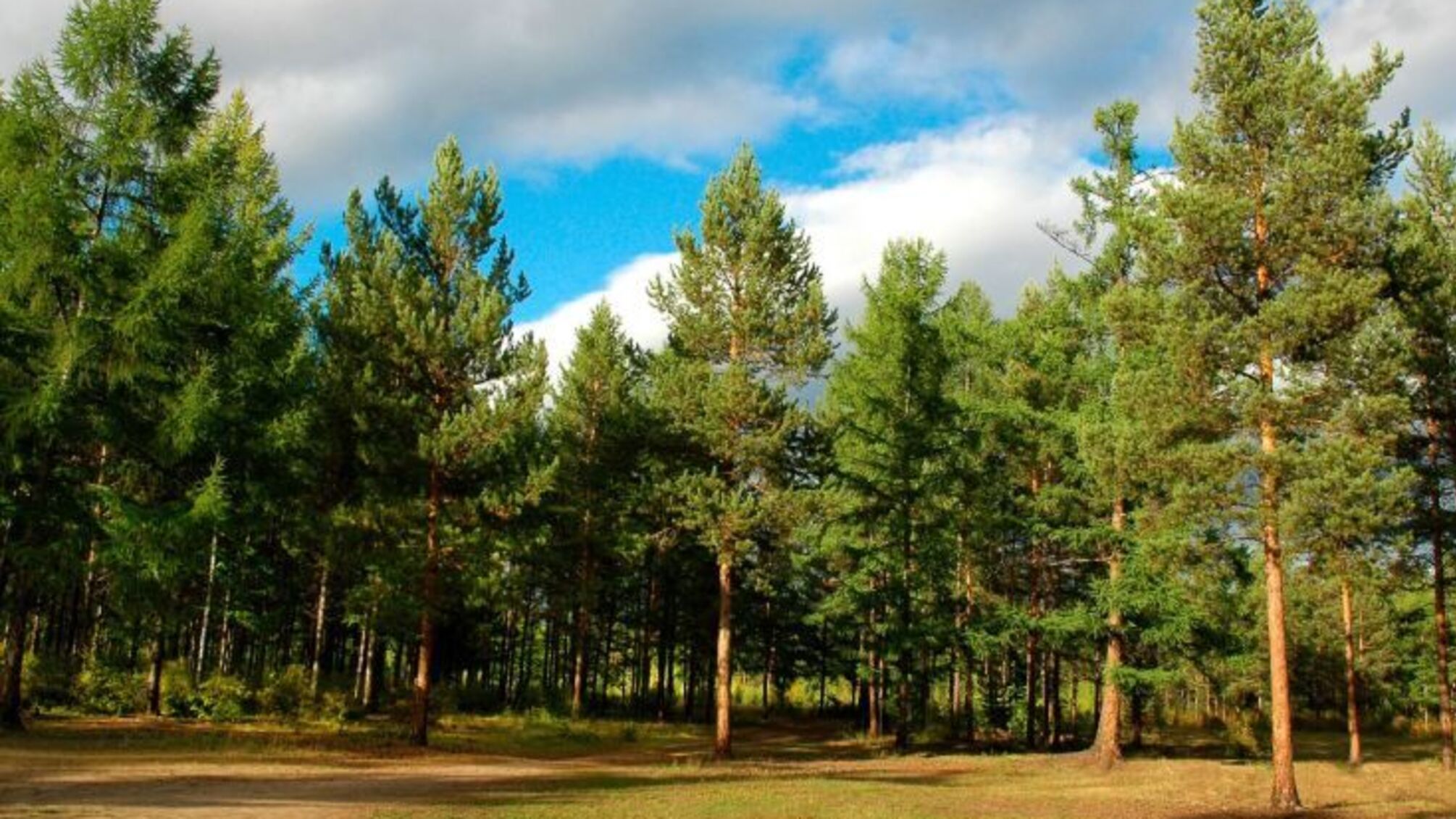 На Харківщині браконьєри знищили лісу на мільйони гривень