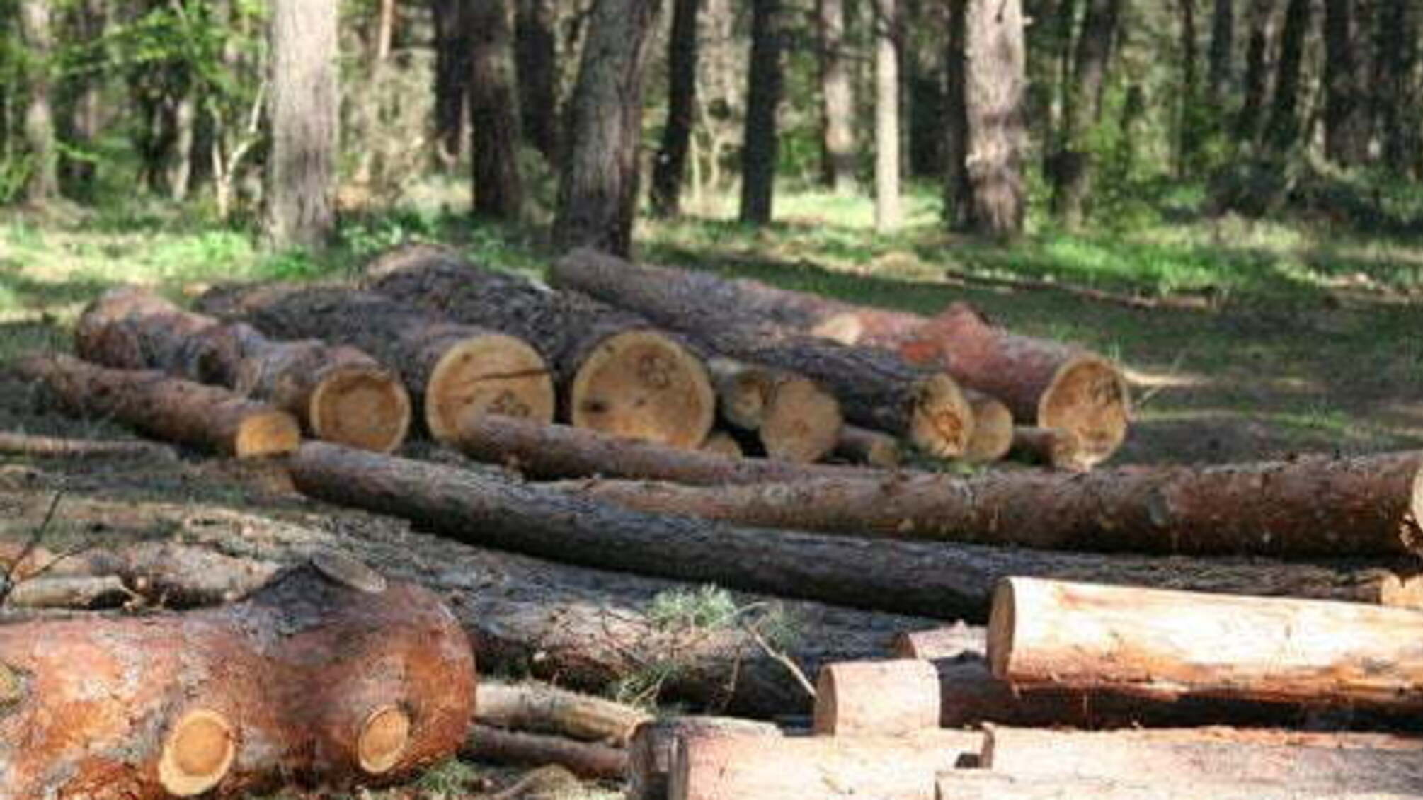 На Житомирщині зупинили незаконне вивезення лісоматеріалів