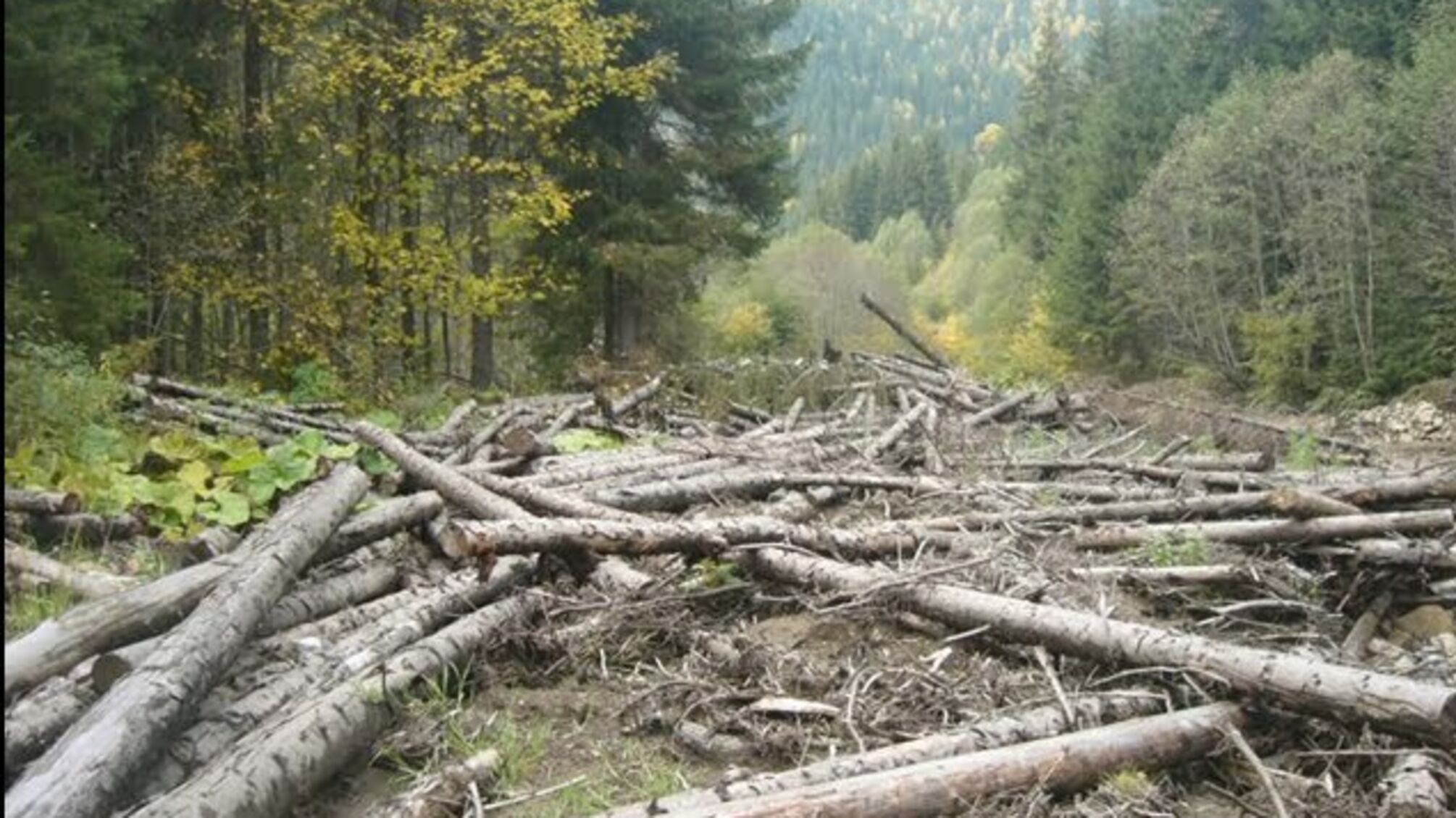 Експерт: тотальна корупція на митниці забезпечує неконтрольоване вивезення лісоматеріалів