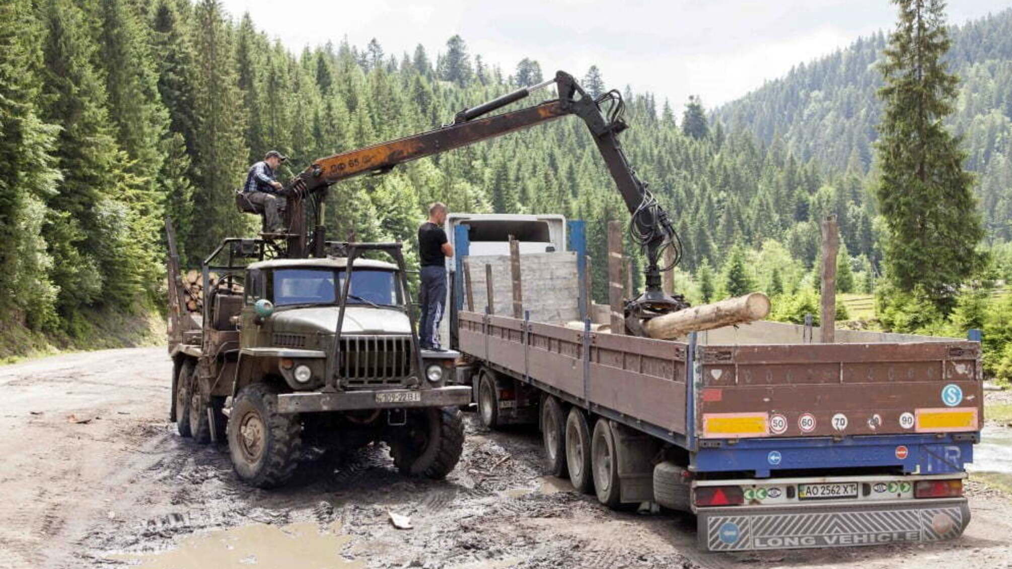 Журналістці погрожують після розслідування незаконної вирубки лісу на Сумщині