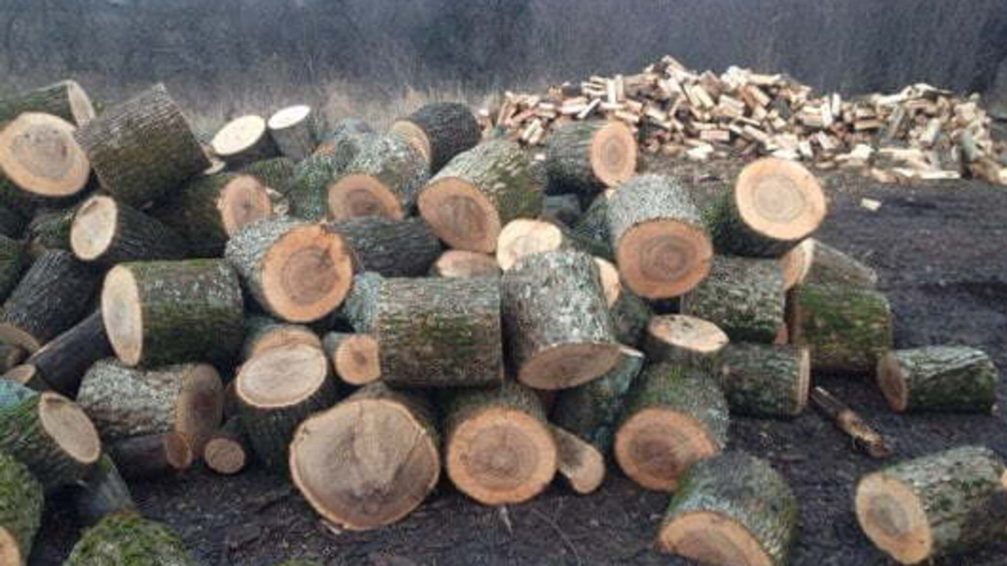 На Харківщині факти незаконної вирубки лісу фіксують щодня