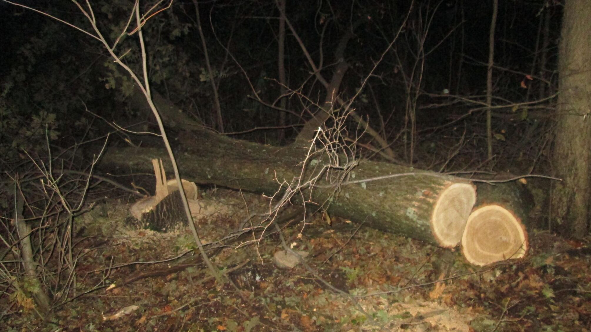 На Донеччині незаконна порубка дубів спричинила збитків на півмільйона гривень