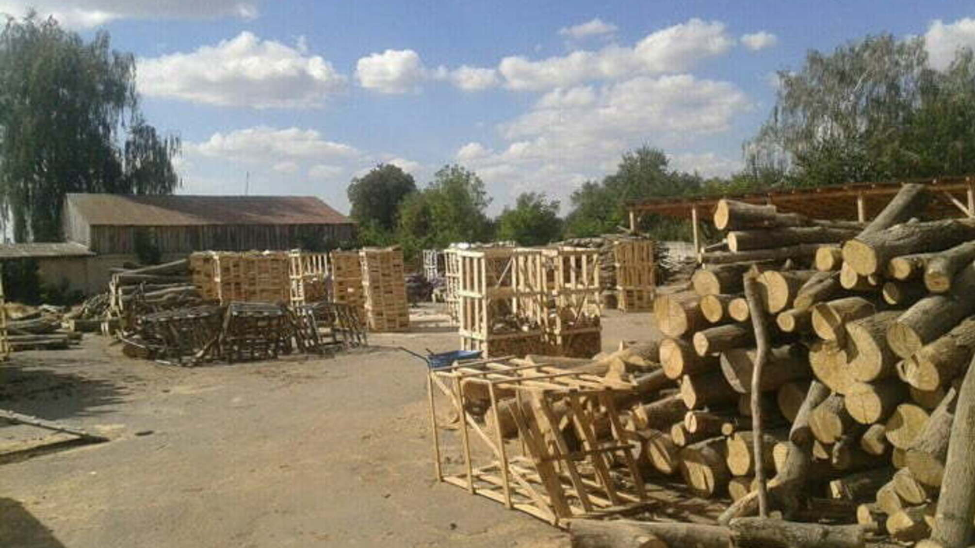 На Рівненщині викрили механізм розкрадання цінних порід деревини