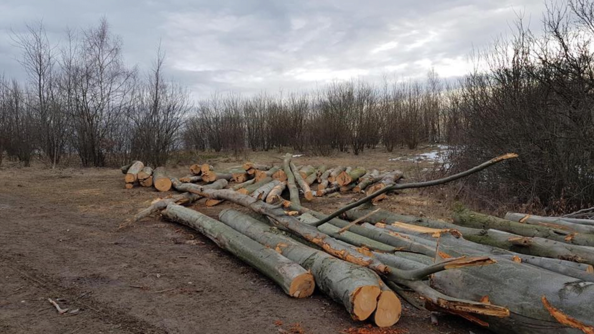У Чернівецькій області фіксують масштабну вирубку буку