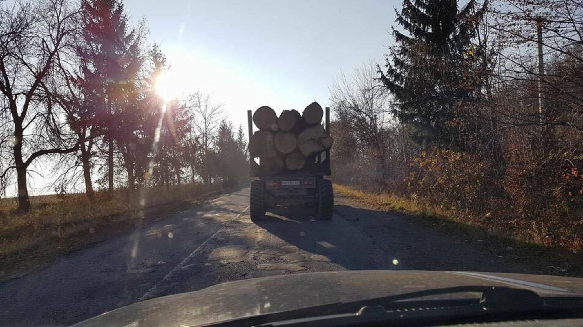 На Буковині лісоруби-нелегали проводять оборудки з цінними породами деревини