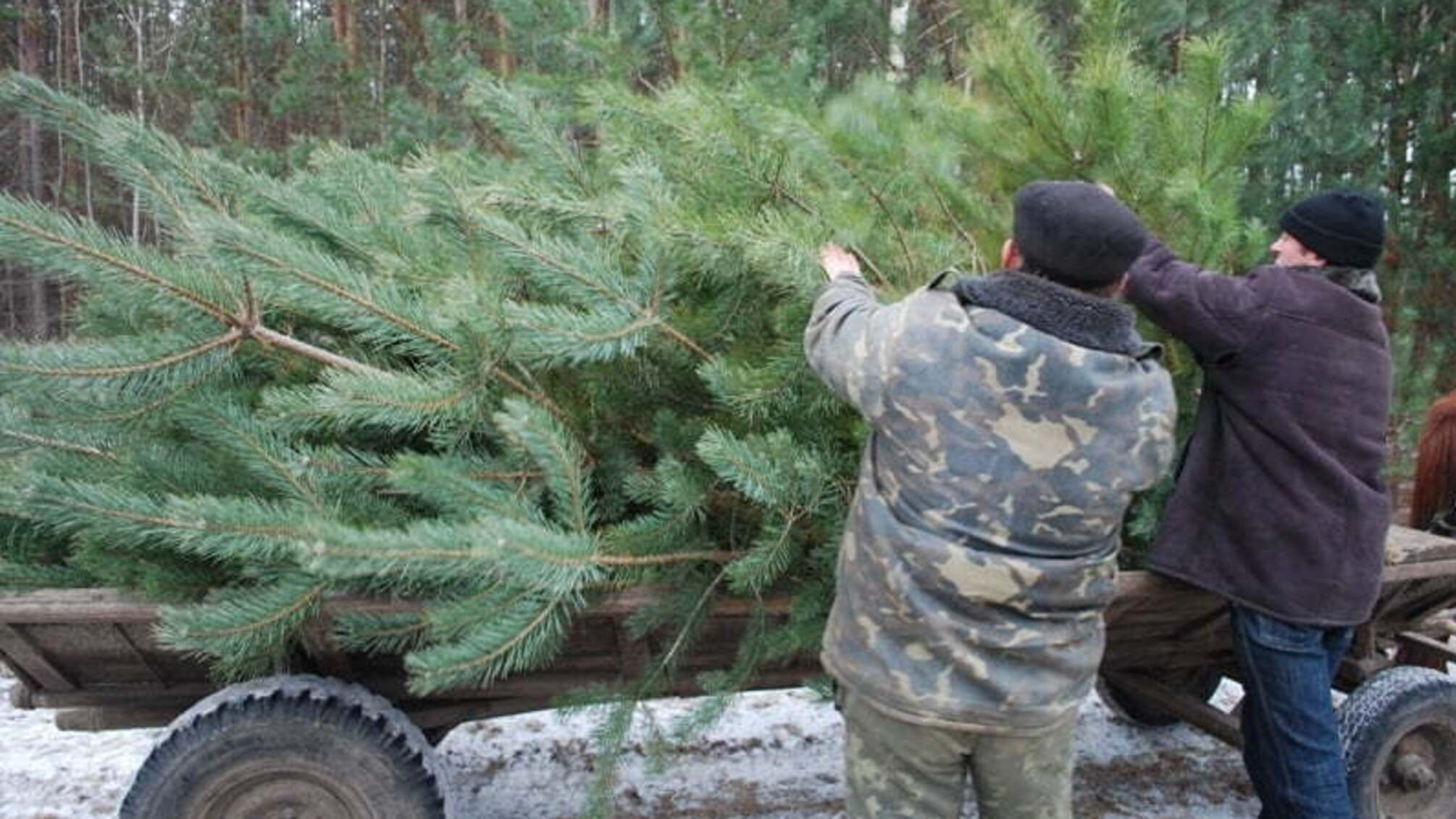 На Вінниччині здійснять ряд заходів проти незаконної вирубки ялинок