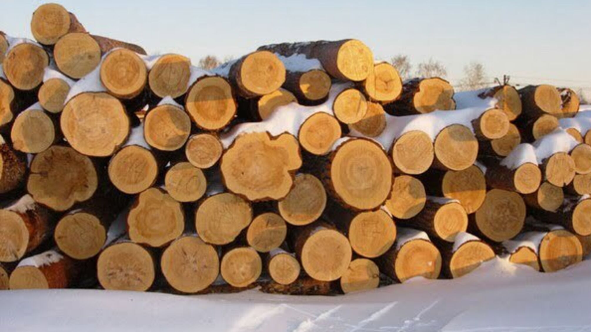 У Краматорську 'чорні лісоруби' завдали шкоди екології на 150 тис. грн