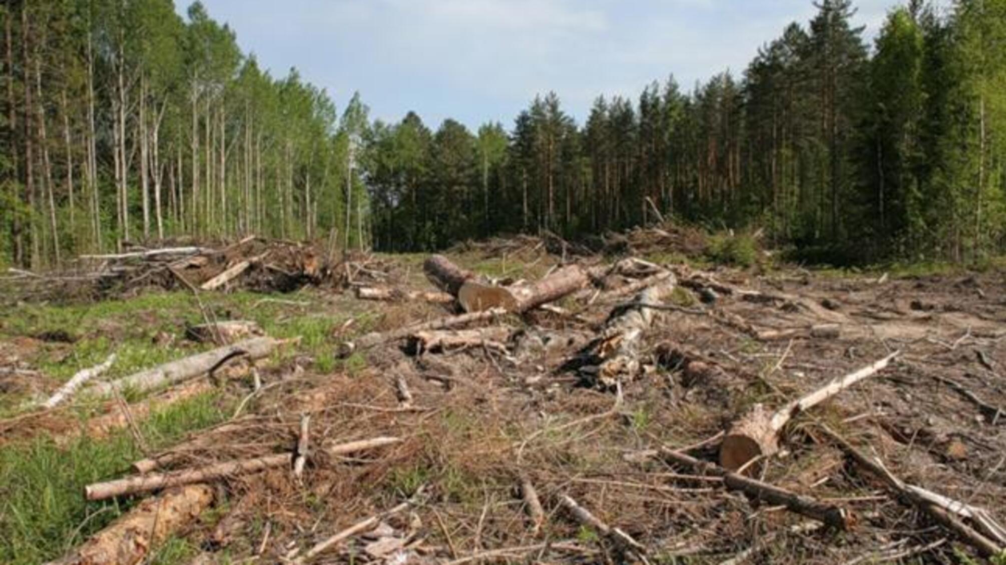 ГПУ: кожен другий злочин проти довкілля стосується незаконної вирубки лісу