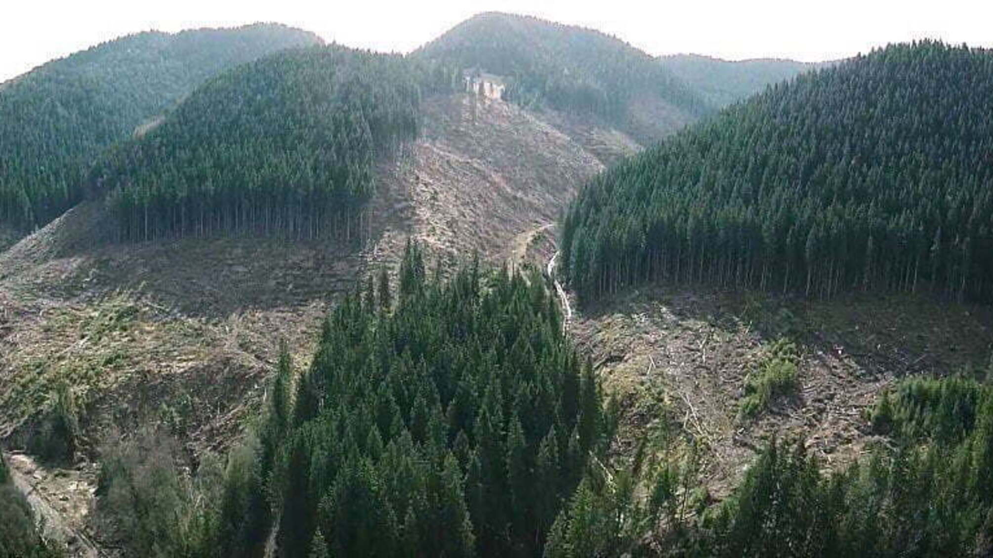 Журналісти показали масштаби вирубки карпатських лісів