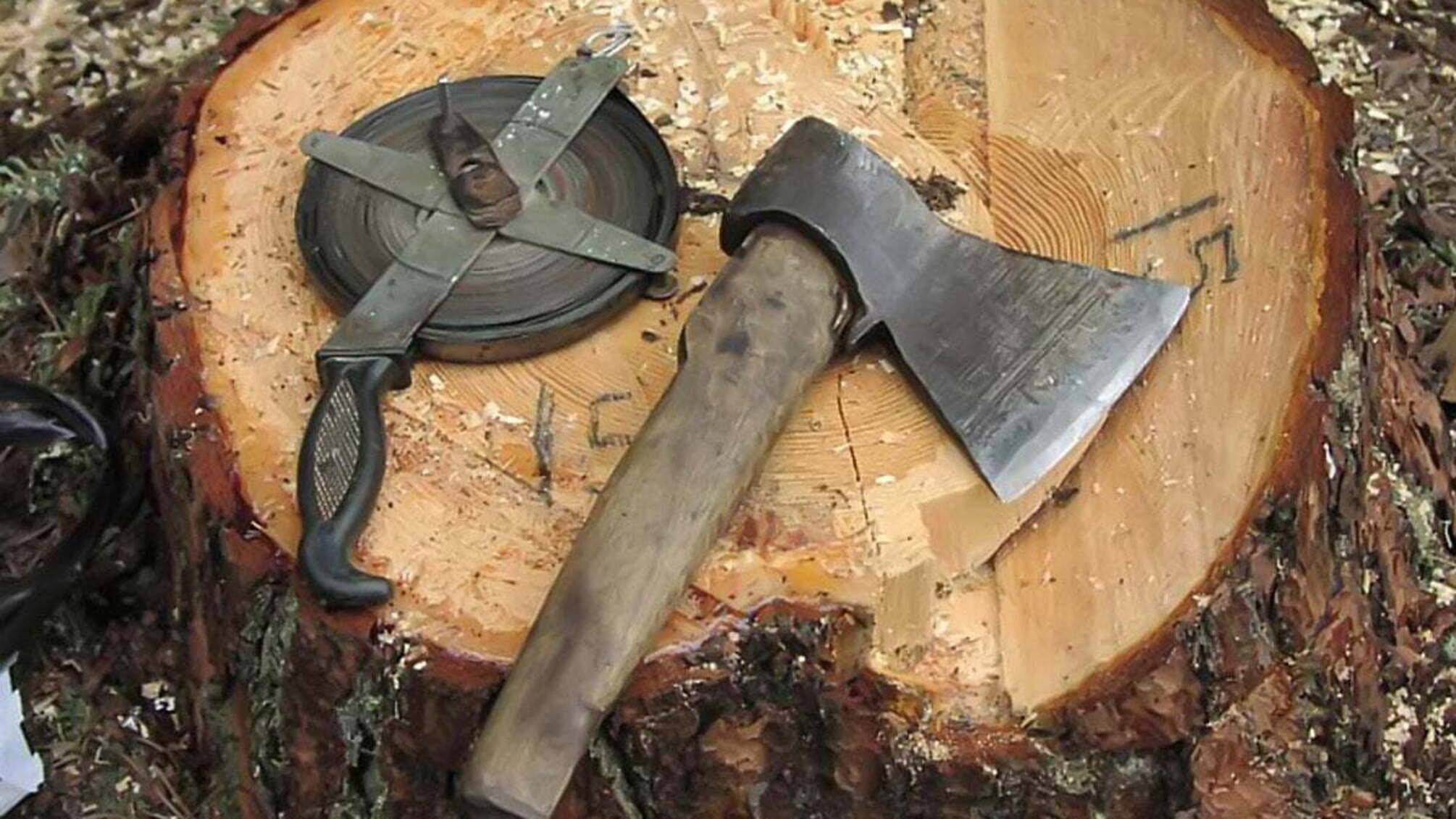 У Святогірську на Донеччині зафіксували незаконну вирубку дерев