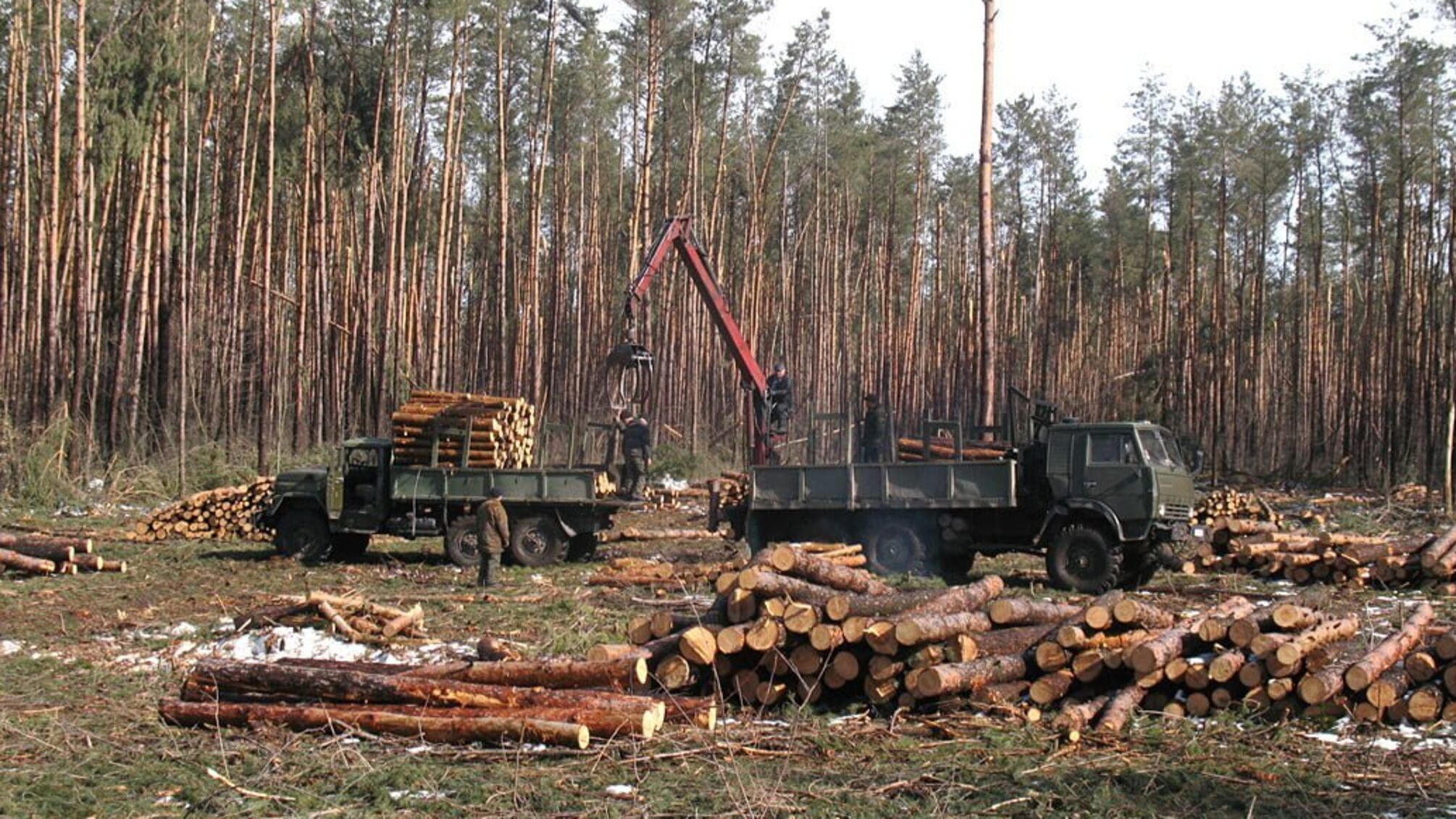 У Чернівецькій області активісти на приховані камери зафіксували масове вирубування лісу