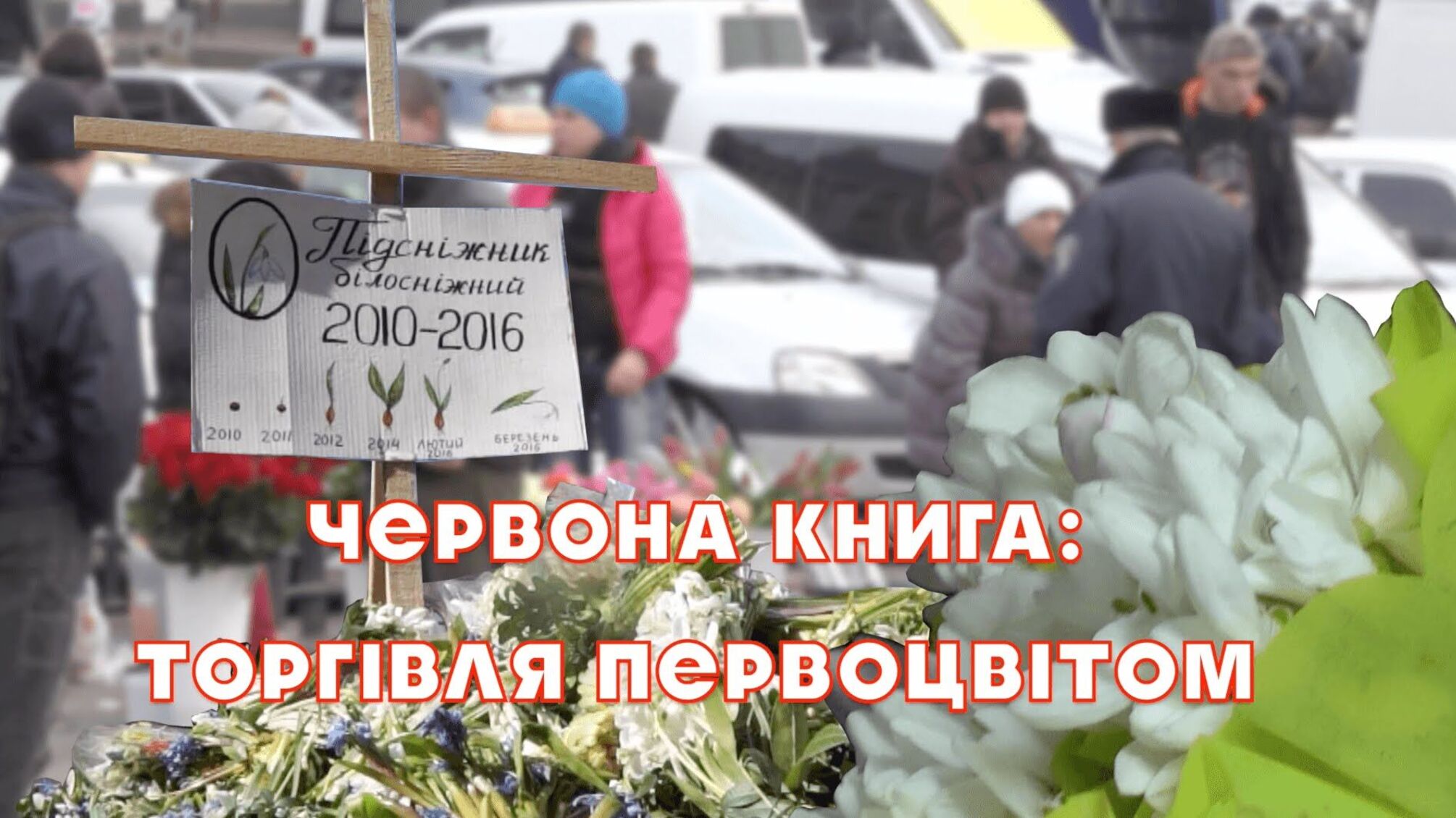 Червона книга: торгівля первоцвітом