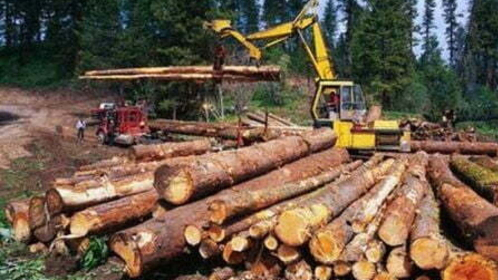 За незаконне вивезення лісу посадовець із Прикарпаття отримав 900 дол.