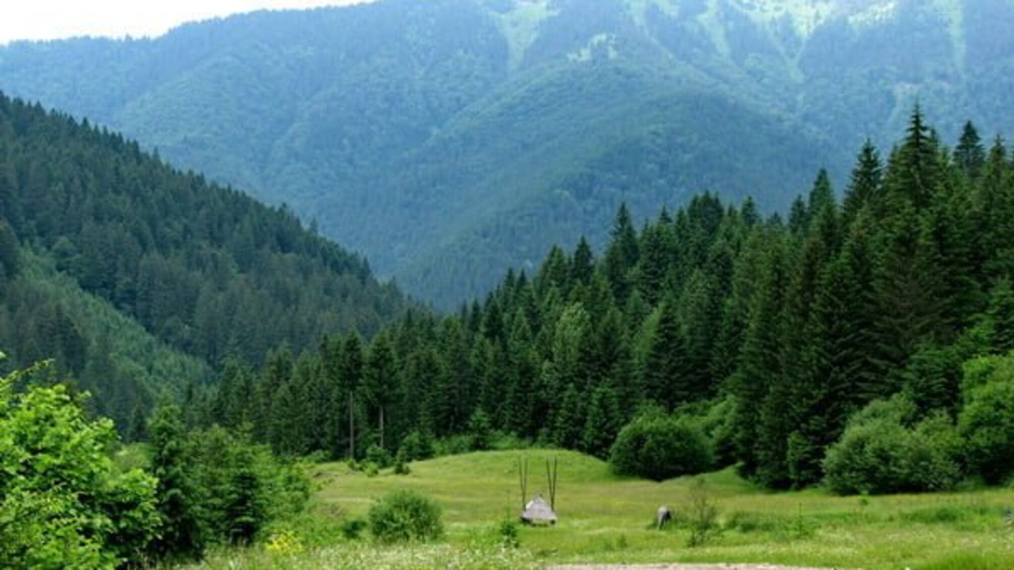 Чернівецькі активісти викрили вражаючі масштаби вирубування карпатських лісів