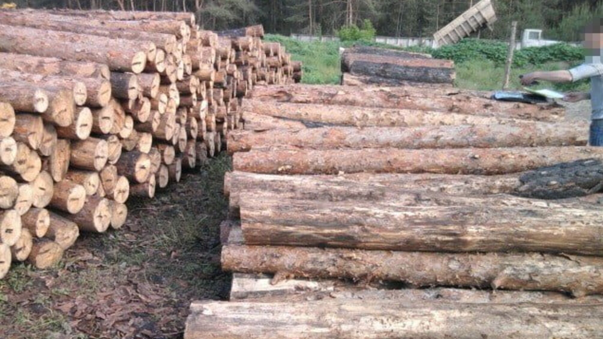 На Луганщині викрили схему розкрадання лісу