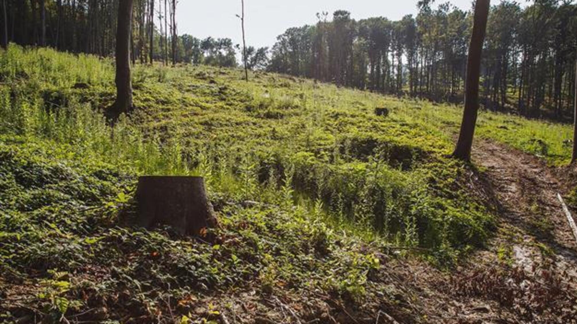 На Львівщині екологічна інспекція виявила порушення у вирубці лісів на суму 20,5 млн. грн