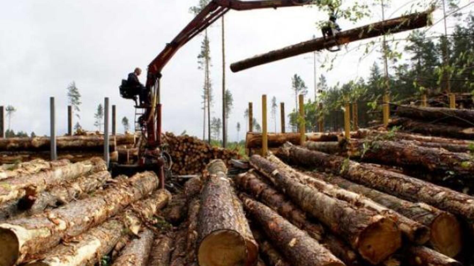 На Тернопільщині викрили оборудку з незаконним вивезенням деревини вищого ґатунку