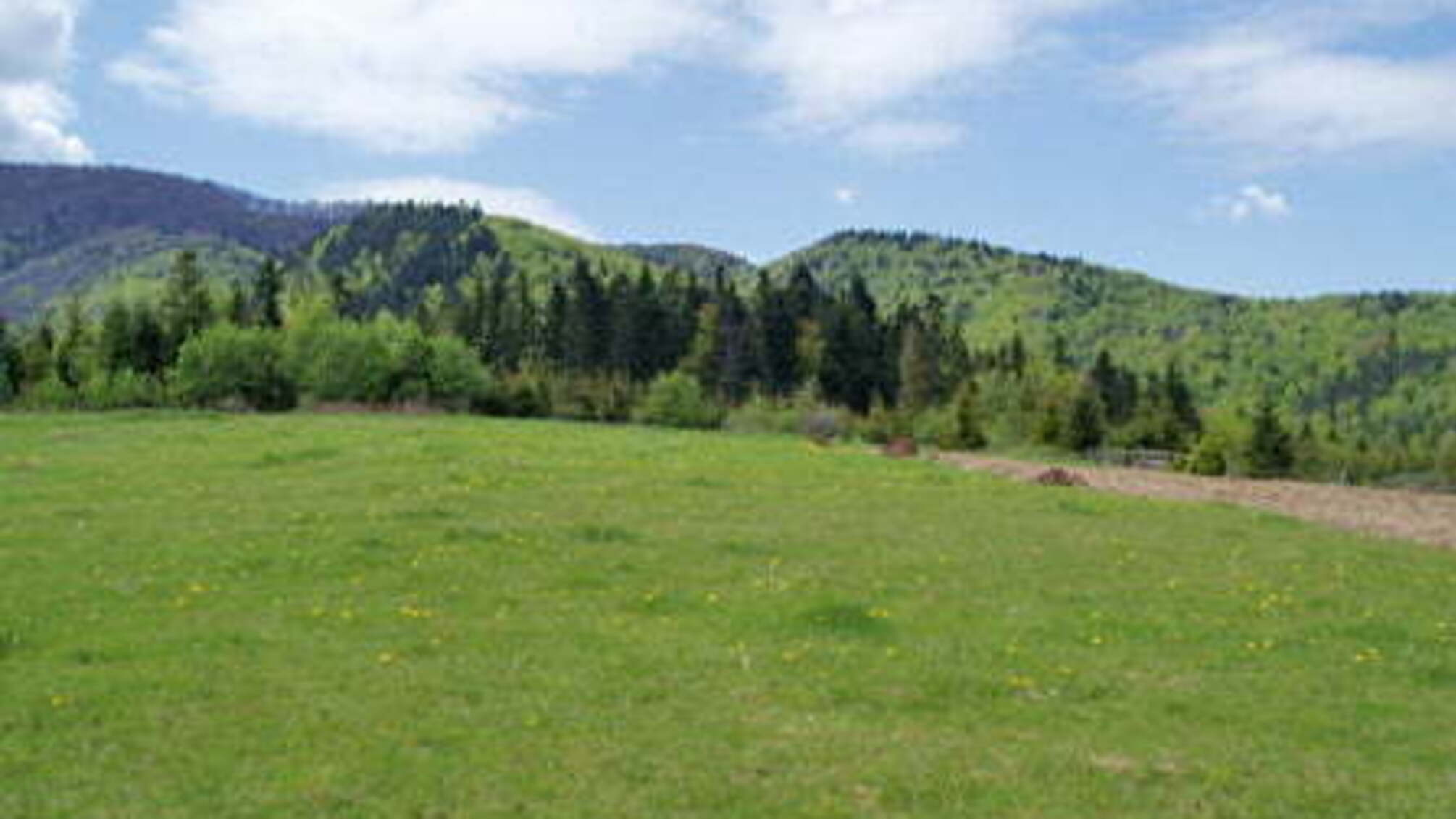 На Закарпатті через корупційні скандали замінили голову Держгеокадастру