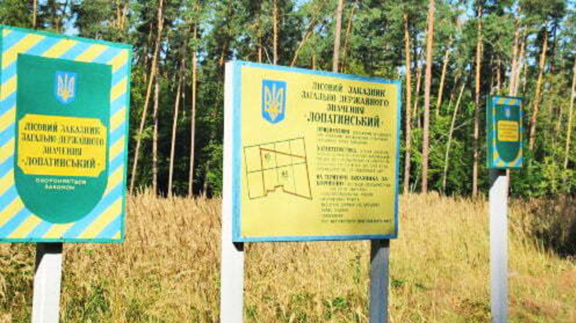 На Львівщині за три роки незаконно зрубали понад 8 тисяч сторічних сосен